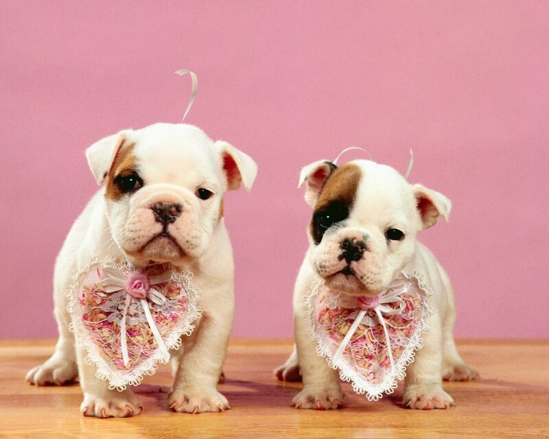 Two bulldog puppies in heart collars