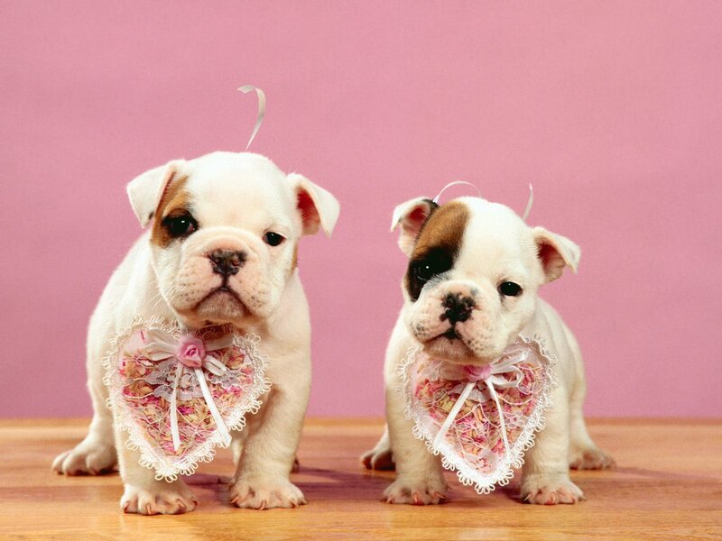 two bulldog puppies in hearts