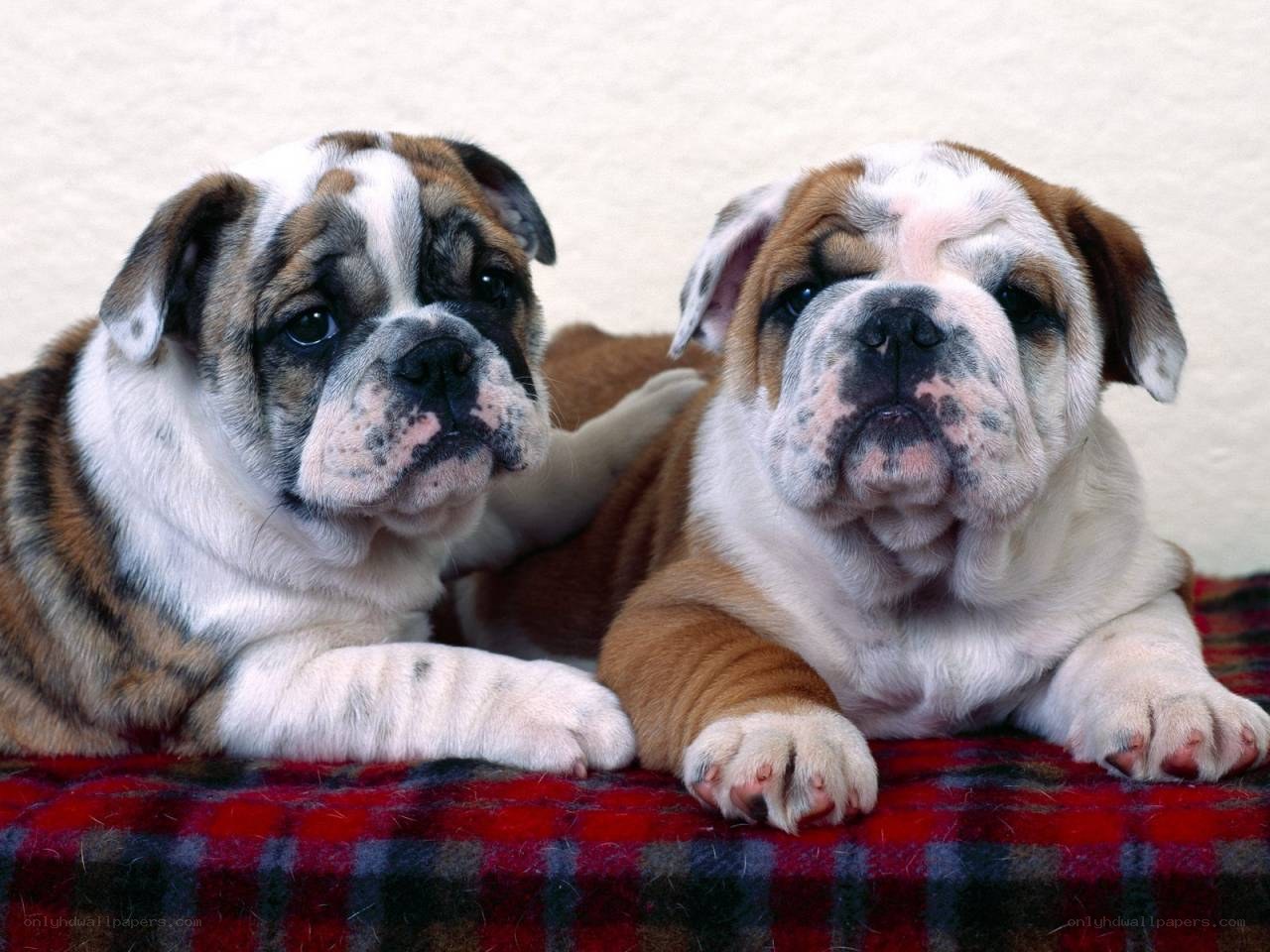 two bulldog puppies lying down