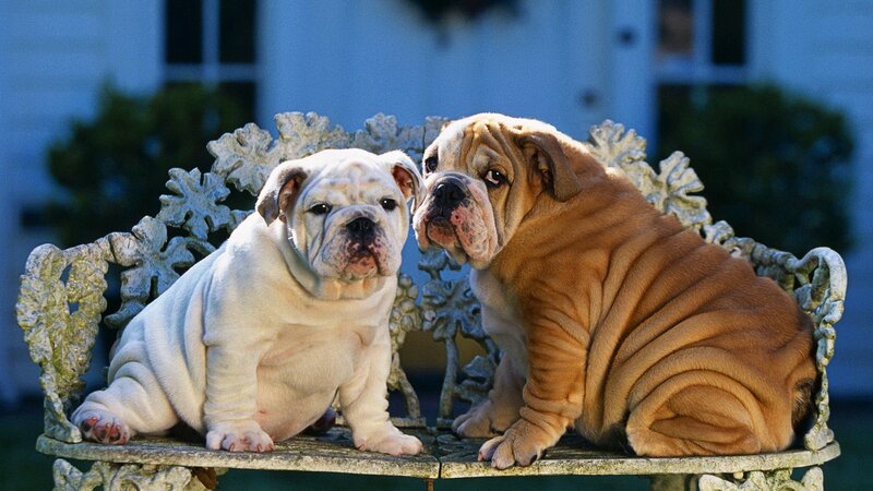 two bulldog puppies on a bench