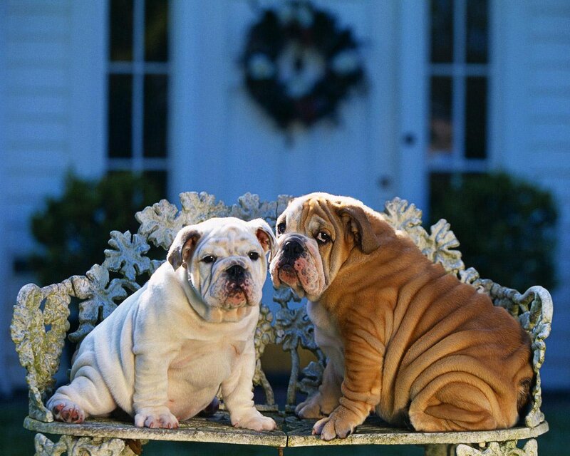 Two bulldog puppies on a bench