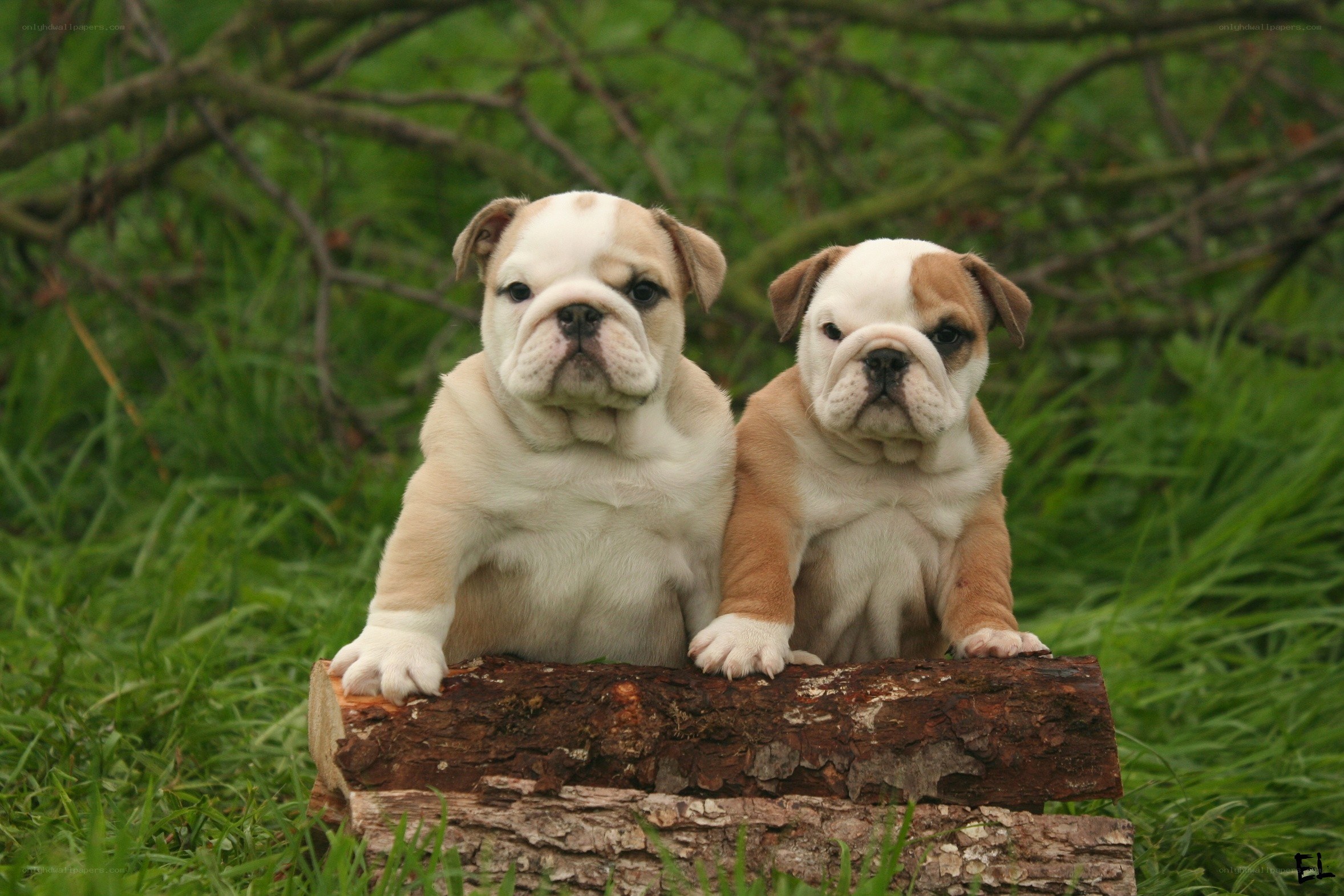 two bulldog puppies on a log