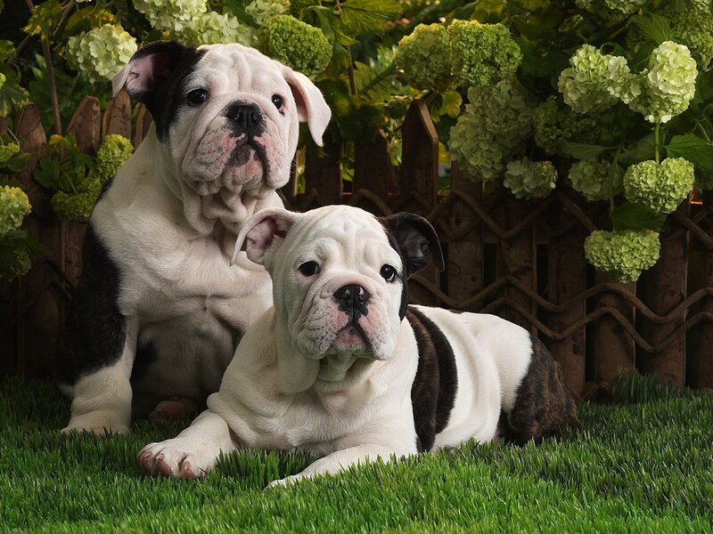 Two bulldog puppies on grass