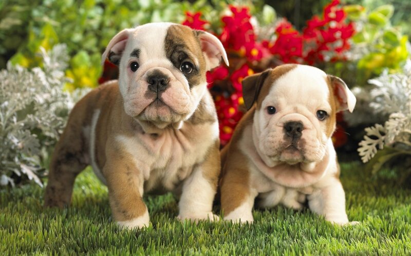 Two bulldog puppies on grass
