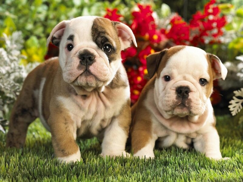 two bulldog puppies on grass