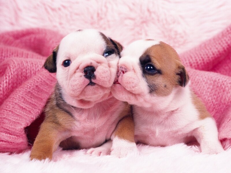 two bulldog puppies on pink blanket