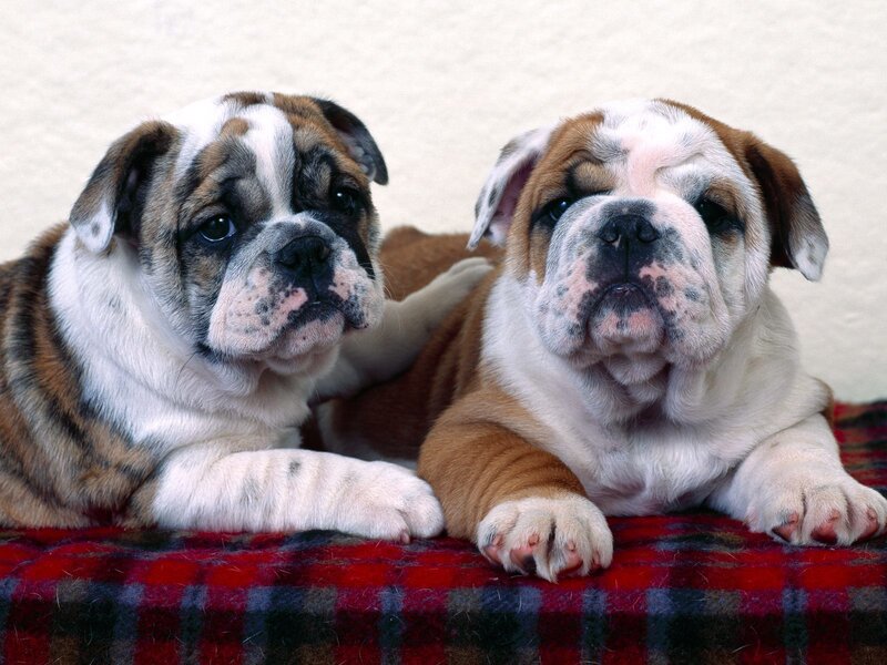 two bulldog puppies on plaid