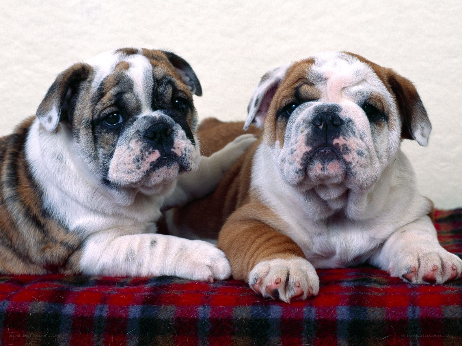 two bulldog puppies on plaid