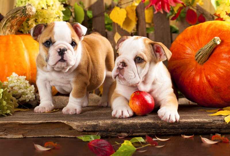 Two Bulldog Puppies — Orange