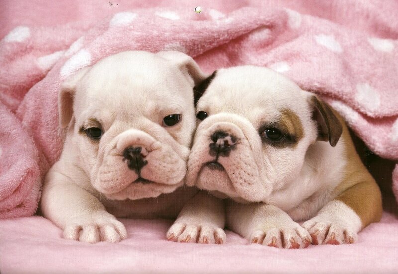 Two Bulldog Puppies — Pink, Calm