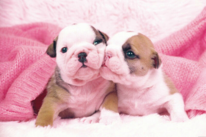 Two Bulldog Puppies — Pink, Cuddly