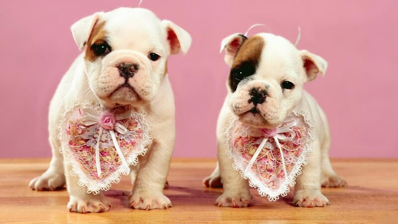 Two Bulldog Puppies — Pink, Cute
