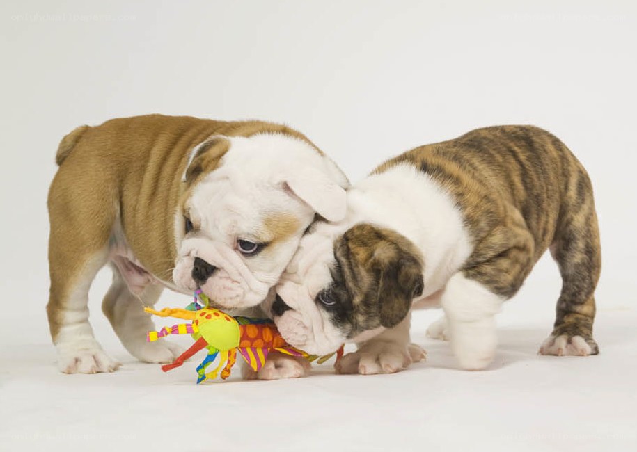 Two bulldog puppies playing