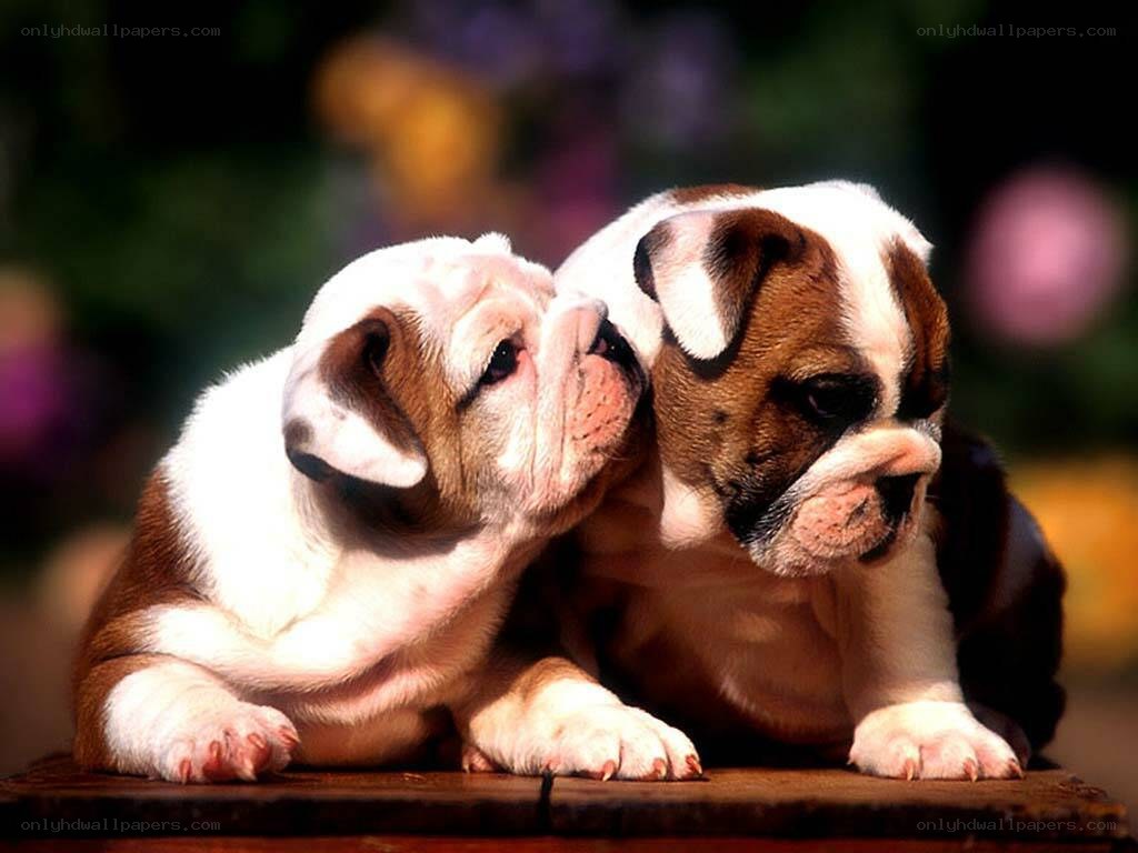 two bulldog puppies playing