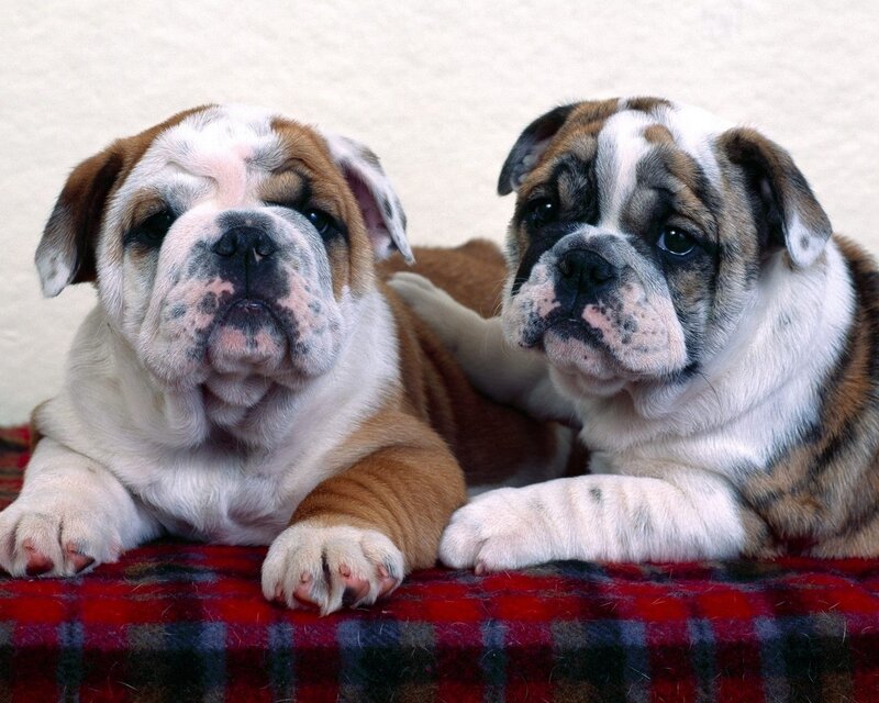 Two Bulldog Puppies — Red, Calm
