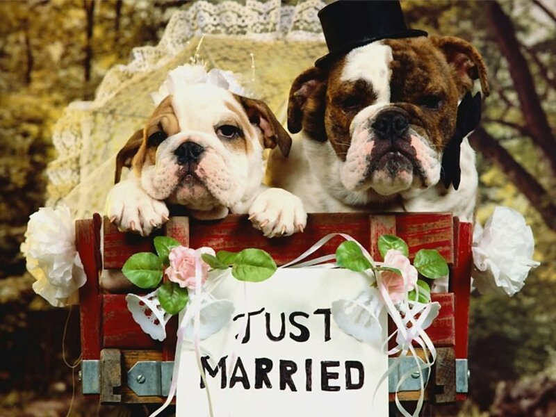 Two Bulldog Puppies — Red, Festive