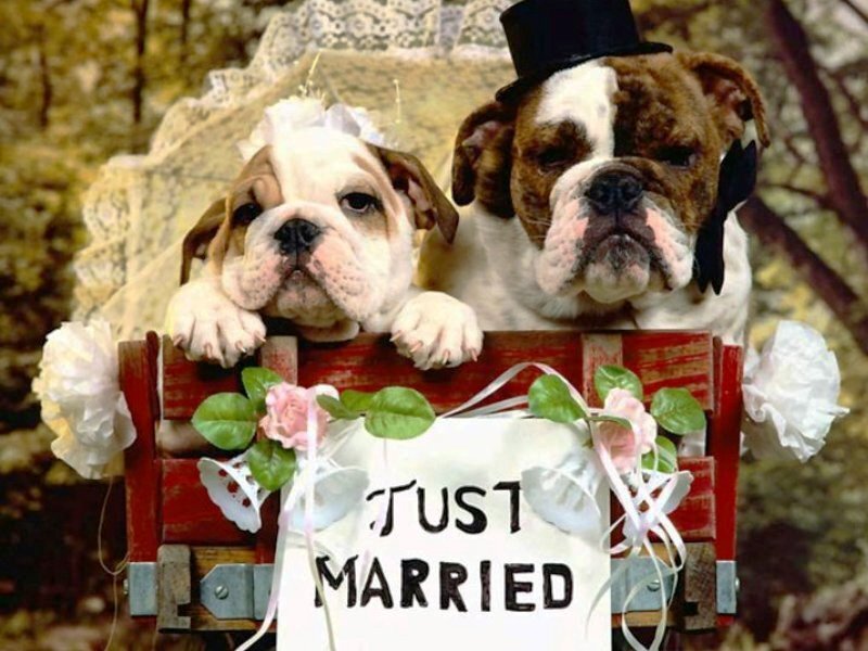 Two Bulldog Puppies — Red