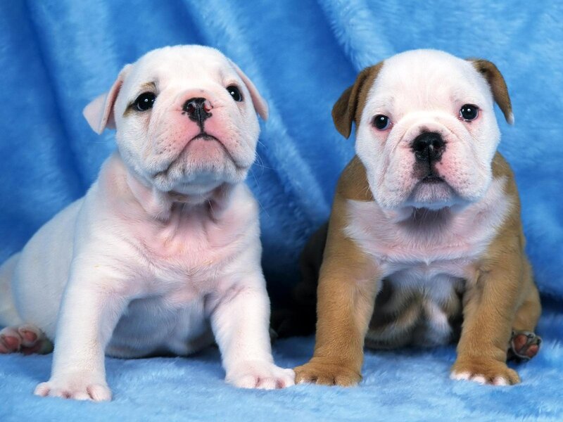 Two Bulldog Puppies