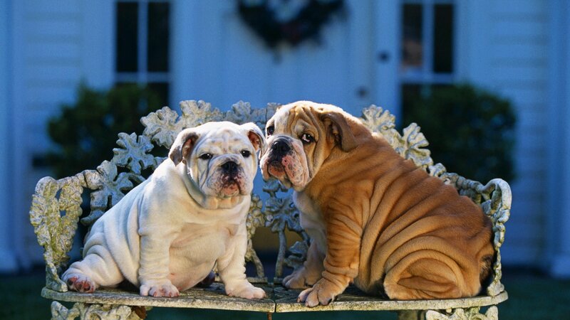 Two Bulldog Puppies — White, Calm, Afternoon, Photograph, Bench, House, Wreath