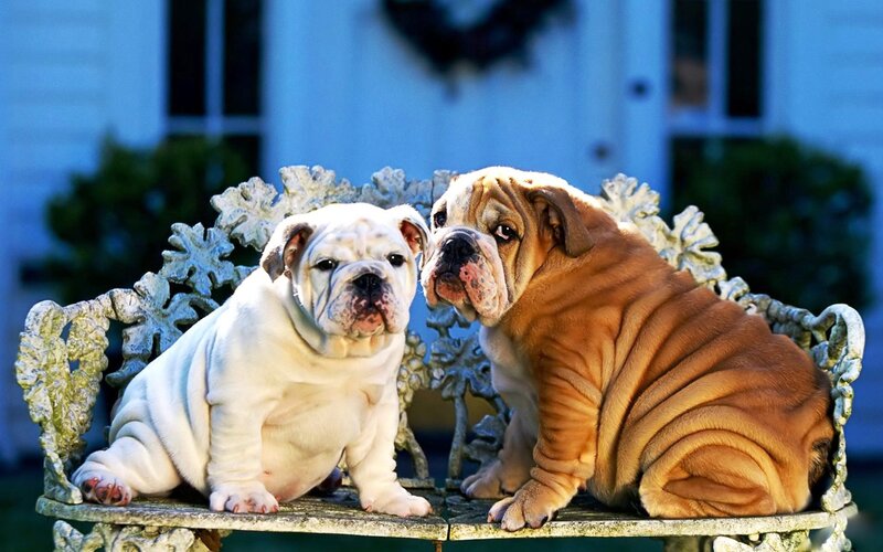 Two Bulldog Puppies — White, Calm, Afternoon, Photograph, Bench