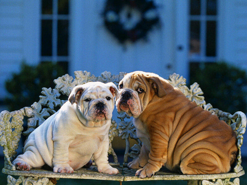 Two Bulldog Puppies — White, Calm, Afternoon, Photograph