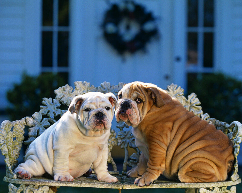 Two Bulldog Puppies — White, Calm, Afternoon