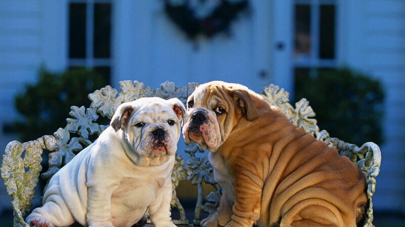 Two Bulldog Puppies — White, Calm, Night, Photograph