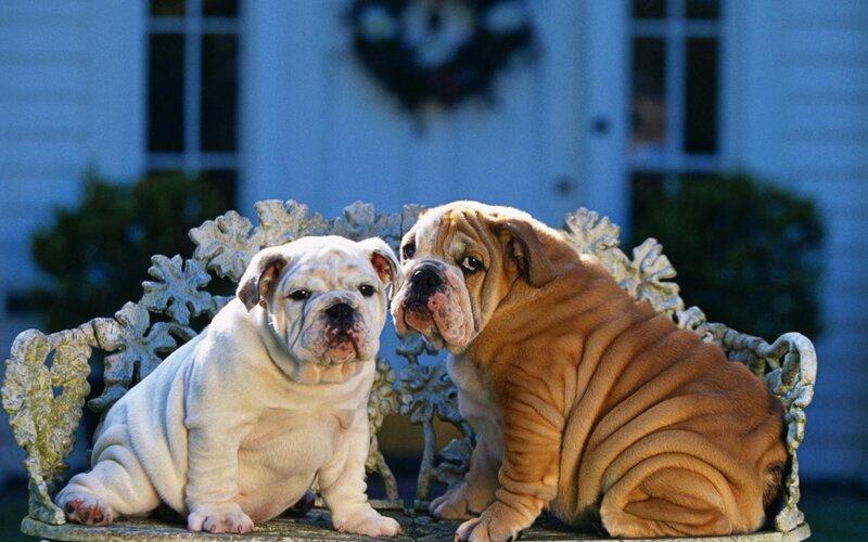 Two Bulldog Puppies — White, Calm, Night