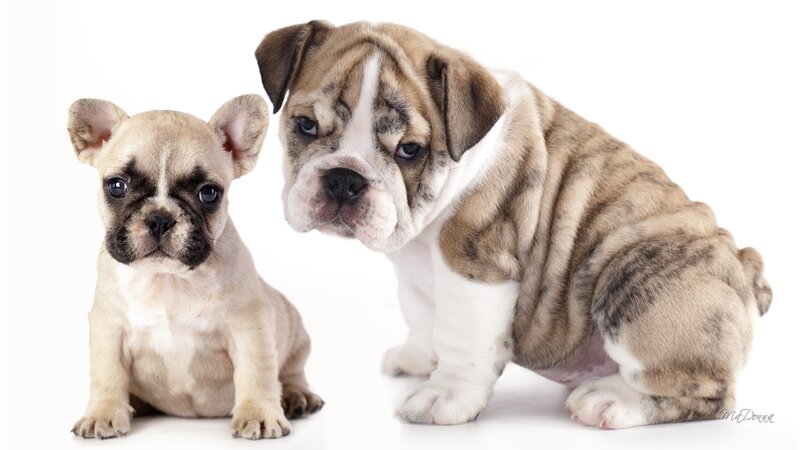 Two Bulldog Puppies — White, Calm, Photograph, White Background