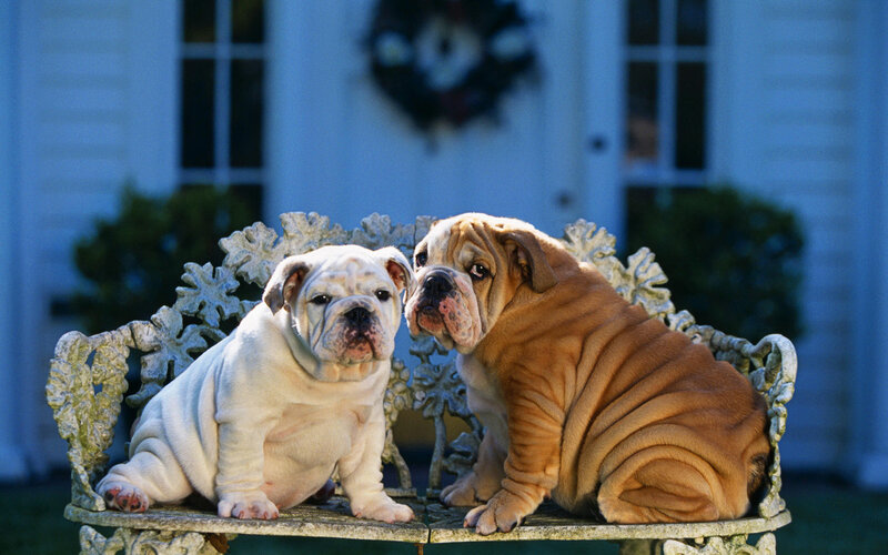 Two Bulldog Puppies — White, Calm