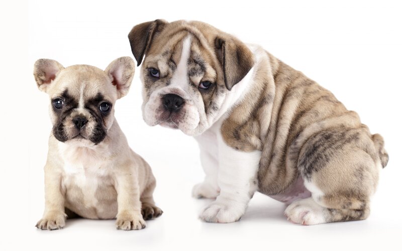 Two Bulldog Puppies — White, Neutral