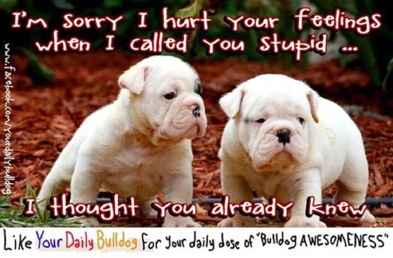 Two Bulldog Puppies — White, Playful