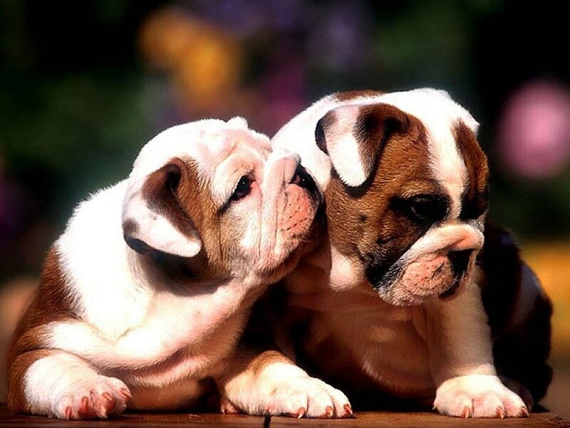 Two Bulldog Puppies — White