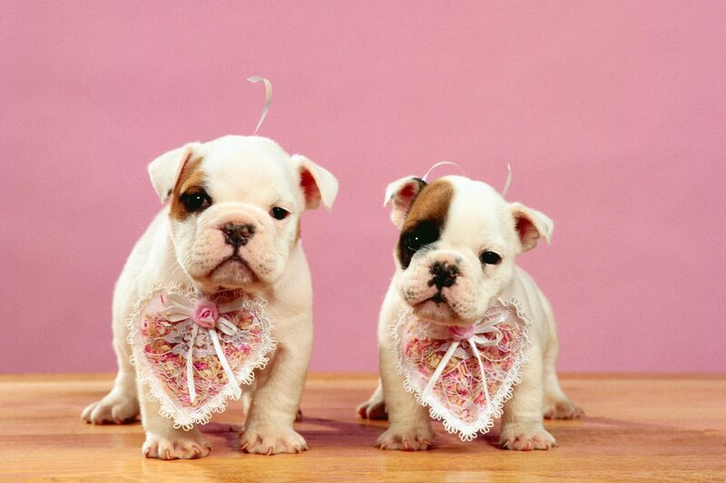 two bulldog puppies with hearts
