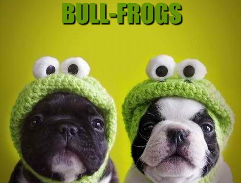 Two Bulldog Puppies — Yellow