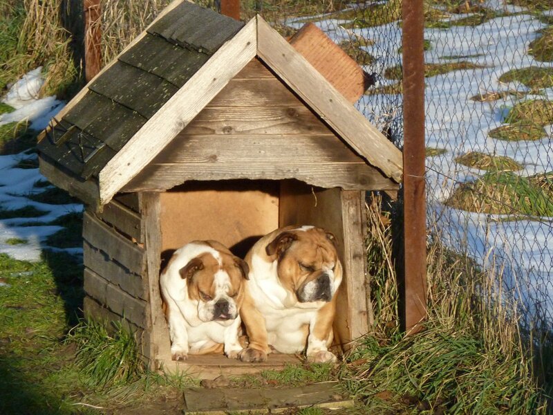 Two Bulldogs in Doghouse