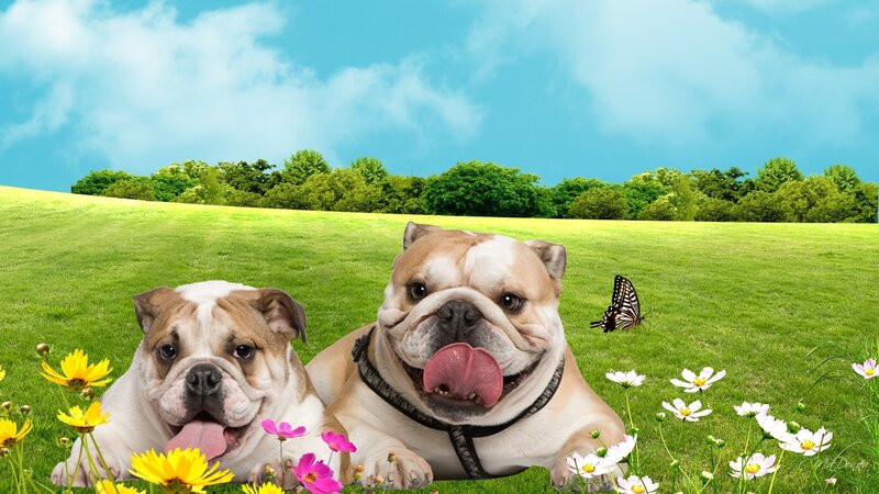 Two Bulldogs in Field