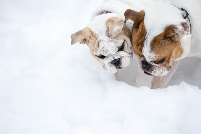 Two Bulldogs in Snow