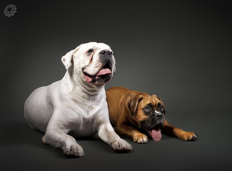 Two Bulldogs Lying Down