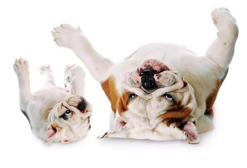Two Bulldogs Lying Down — White