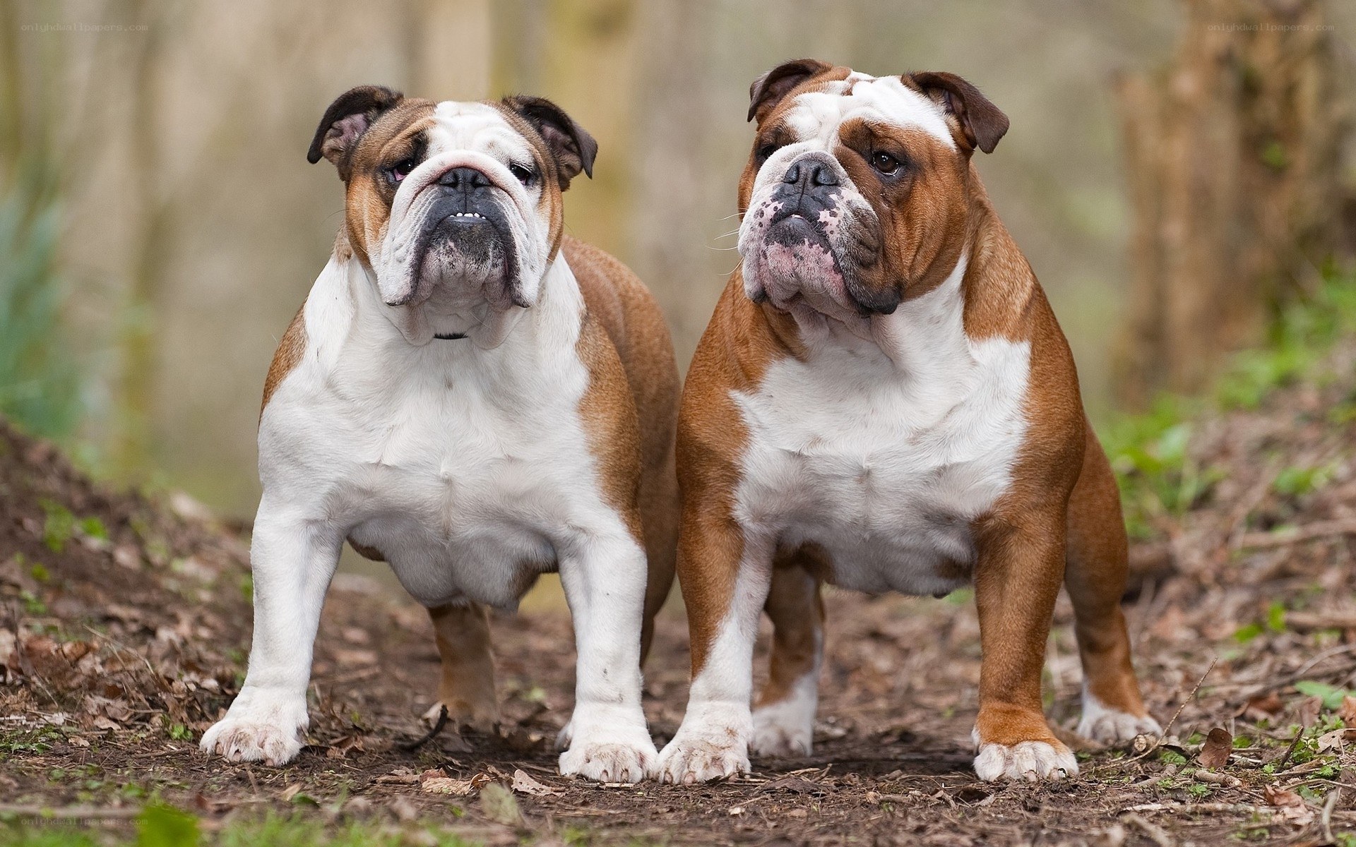two bulldogs on a forest path