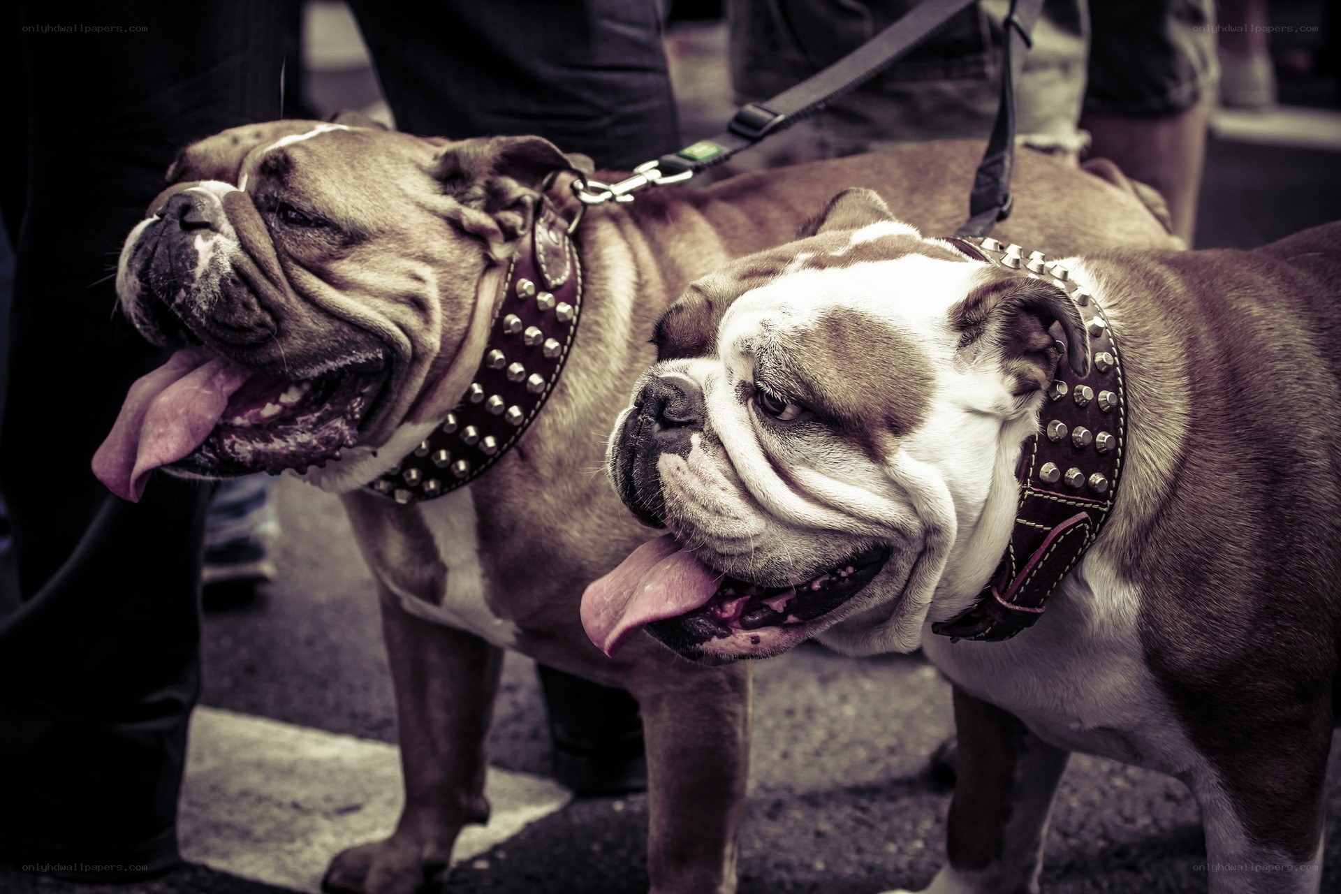 Two bulldogs on leashes
