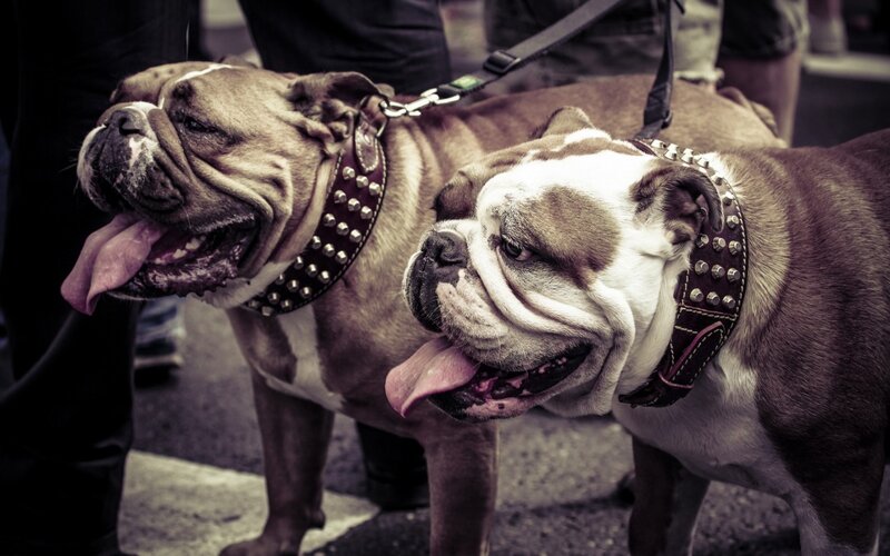 Two Bulldogs on Leashes — Brown, Calm