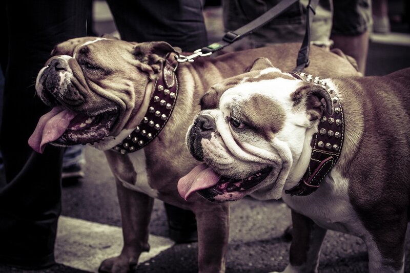 Two Bulldogs on Leashes — Brown