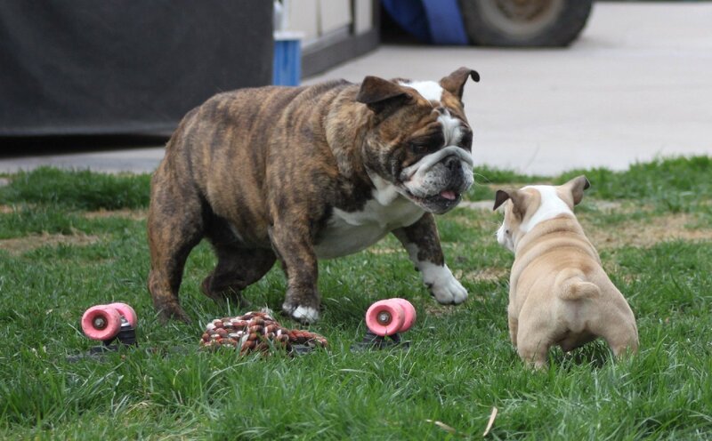 Two Bulldogs Playing