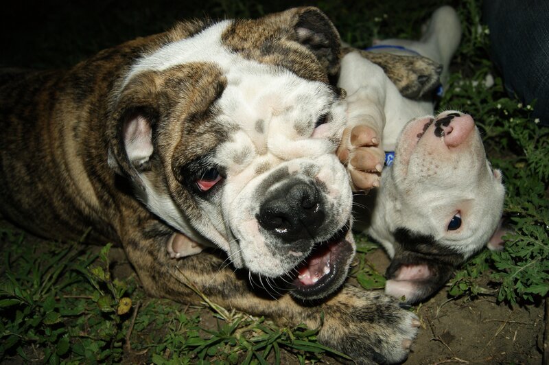 Two bulldogs playing together