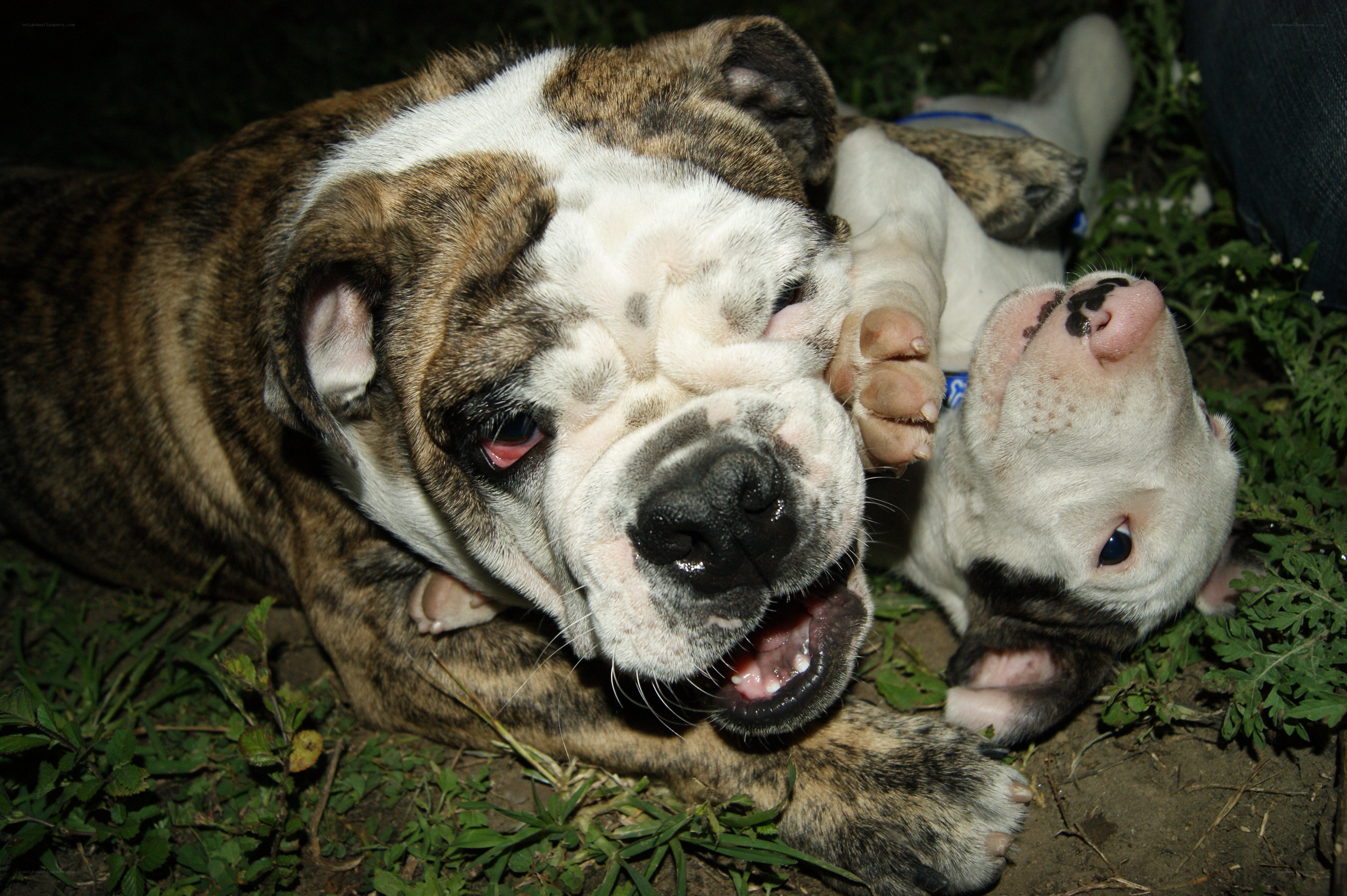 Two bulldogs playing together