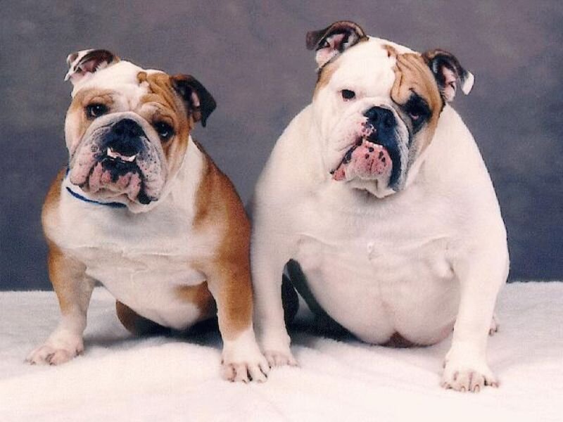 Two Bulldogs Sitting