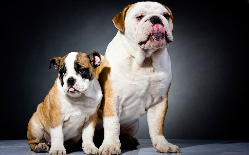 Two Bulldogs Sitting — White