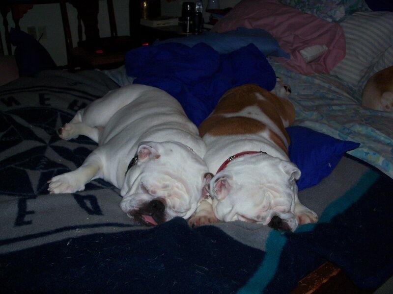 Two Bulldogs Sleeping